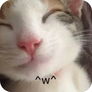 🫥 ^W^ cat, animal, pet, cute, face, happy, kawaii telegram sticker