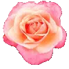 🌸
