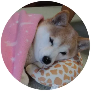 😒 perro, shiba inu, mascota, animal, lindo, dormir, manta, almohada telegram sticker