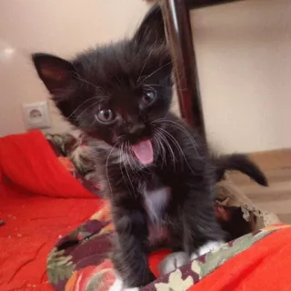🤣 anak kucing, kucing, kucing hitam, hewan, hewan peliharaan, imut telegram sticker