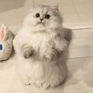 🕯 cat, fluffy, cute, animal, pet, kitten whatsapp sticker