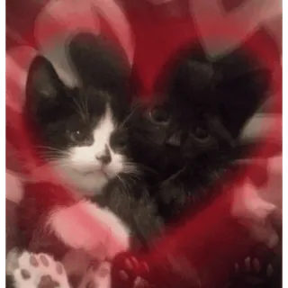 ❤️ gatti, gattini, animali, cuore, amore telegram sticker
