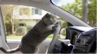 🚗 cat, driving, animal, pet, car, vehicle telegram sticker
