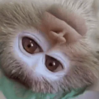 🌟 macaco, animal, primata, fofo, olhos telegram sticker