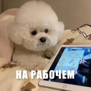 💻 НА РАБОЧЕМ dog, ipad, russian, meme, funny telegram sticker