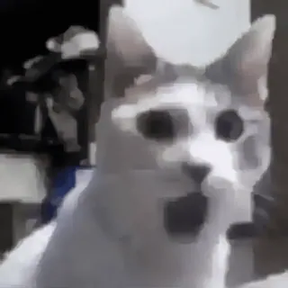 😊 gato, animal, meme, impactado, sorpresa, felino whatsapp sticker