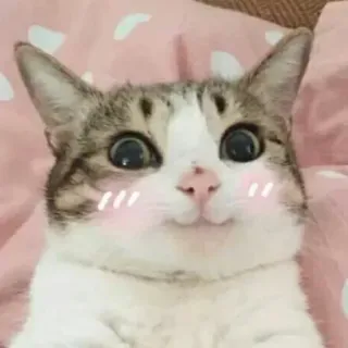 ☺️ gato, animal, mascota, lindo, sonrojo telegram sticker