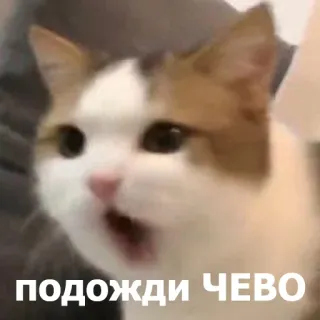 😮 подожди ЧЕВО แมว, มีม, ตลก, ตกใจ, รัสเซีย, เซอร์ไพรส์, สัตว์ telegram sticker