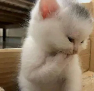 😺 котёнок, кошка, белый, животное, милый, питомец whatsapp sticker