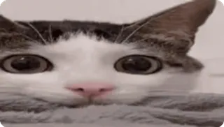 😔 gato, fofo, animal, animal de estimação, olhos, engraçado telegram sticker