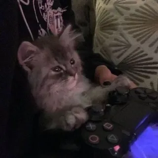 🌟 cat, kitten, gaming, controller, cute, animal telegram sticker