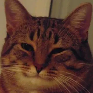😙 Katze, Tier, Haustier, Häuslich, Katzenartig telegram sticker