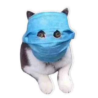 🦠 gato, mascarilla, covid, coronavirus, animal, mascota telegram sticker