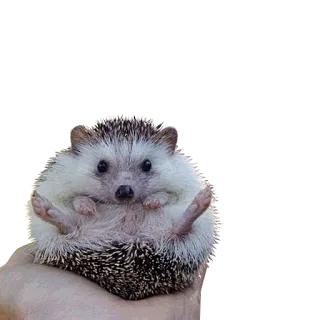 😀 erizo, animal, lindo, espinoso, mamífero, fauna telegram sticker