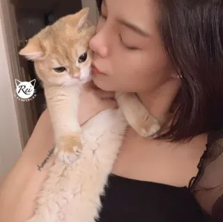 💋 kucing, wanita, hewan peliharaan, binatang, kucing domestik, memegang, kasih sayang telegram sticker