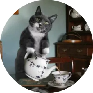 😝 chat, thé, théière, tasse, mignon, animal telegram sticker