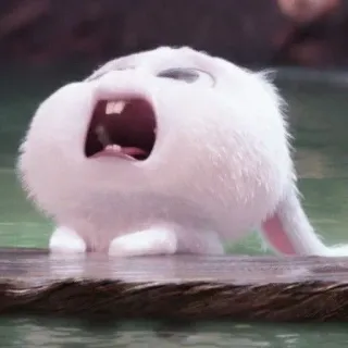 🐰 coelho, coelhinho, animal, desenho animado, fofo, engraçado whatsapp sticker