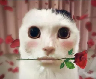 🥰 gatto, rosa, amore, animale, fiore, rosso, romantico telegram sticker