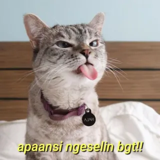 💛 apaansi ngeselin bgt!! gato, animal de estimação, animal, língua, engraçado, meme telegram sticker