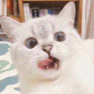 🌧 gatto, leccare, animale, animale domestico, carino telegram sticker