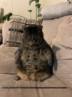 😊 Chonk the devourer of snack кот, толстый, мем, смешной, животное, питомец telegram sticker