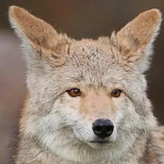😇 coyote, animal, wildlife, nature, mammal telegram sticker