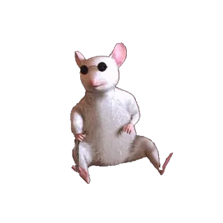 🐭 rato, óculos de sol, animal, roedor, legal whatsapp sticker