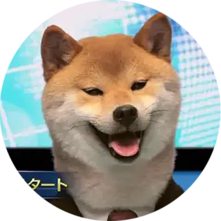 📡 スタート 犬, 柴犬, 動物, ペット, 笑顔 telegram sticker
