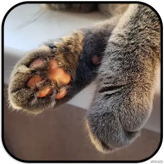 🐾 chat, pattes, coussinets, animal, animal de compagnie whatsapp sticker