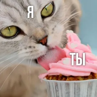 👅 Я ТЫ แมว, คัพเค้ก, เลีย, สีชมพู, รัสเซีย, ตลก, มีม telegram sticker