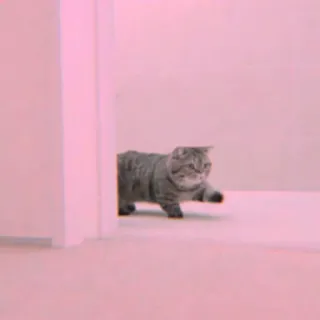 🐾 Katze, süß, Tier, Haustier, Kätzchen, Hauskatze, Katzenartig whatsapp sticker