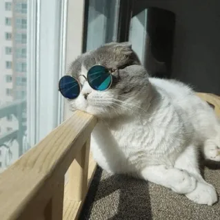😎 gatto, occhiali da sole, animale, animale domestico, cool, rilassato telegram sticker