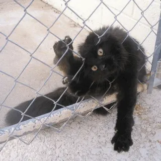 😾 cat, black cat, fence, animal, pet, funny, cute telegram sticker
