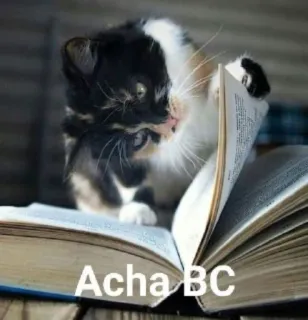 🤔 Acha BC cat, reading, book, kitten telegram sticker