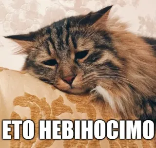 😞 ETO HEBIHOCIMO cat, meme, sad, pillow, russian telegram sticker