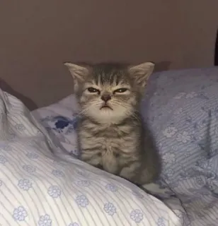😑 gatito, gato, lindo, animal, mascota, dormilón, gruñón telegram sticker