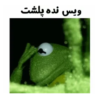 😐 Kermit ویس نده پلشت żaba, kukiełka, mem, zielony, perski, tekst telegram sticker