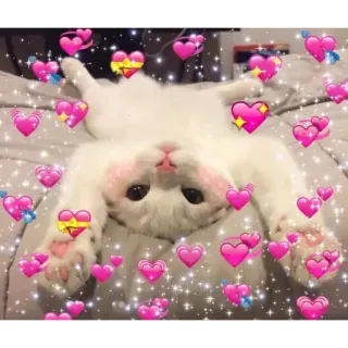 ❤️ gato, corazones, lindo, animal, amor, kawaii telegram sticker