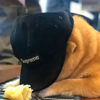 🏷 Supreme chó, mũ, Supreme, thú cưng, động vật, thời trang, thương hiệu telegram sticker