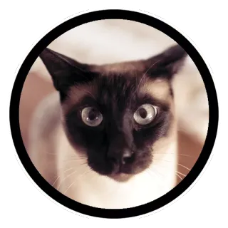 🙀 gato, animal, siamês, animal de estimação, fofo telegram sticker