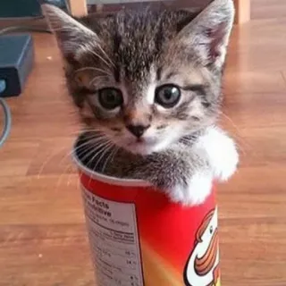 🤩 gato, gatinho, Pringles, fofo, animal, animal de estimação telegram sticker