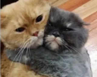 😍 cats, hugging, animals, pets, cute telegram sticker