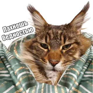 💸 Пахнешь бедностью кот, мем, животное, русский, бедность telegram sticker