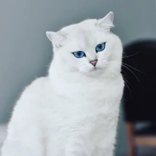 🌝 gato, gato branco, animal, animal de estimação, olhos azuis, felino whatsapp sticker