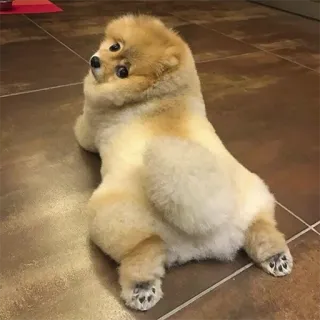 🍑 chien, chiot, toiletté, mignon, poméranien telegram sticker