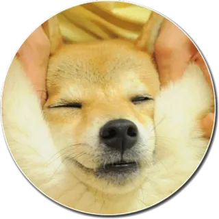 😌 chien, shiba inu, animal de compagnie, animal, mignon, joyeux, animal domestique, mammifère whatsapp sticker