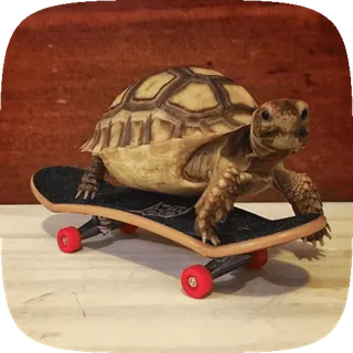 🌟 kura-kura, skateboard, binatang, reptil, skate, lucu, hewan peliharaan whatsapp sticker