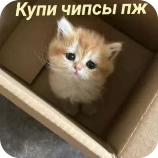 🐱 Купи чипсы пж whatsapp sticker