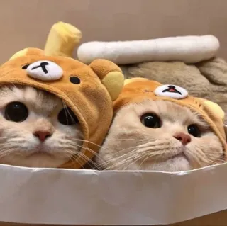 🥳 katzen, süß, tiere, haustiere, kawaii, lustig, hüte telegram sticker