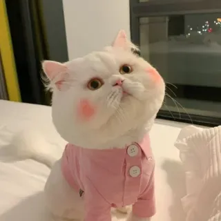 🐾 고양이, 흰색, 분홍색, 셔츠, 귀여운 telegram sticker